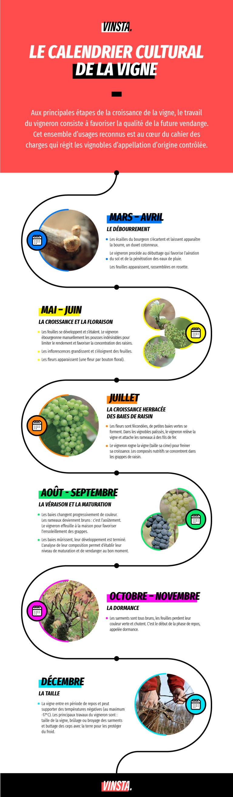 Le calendrier de la vigne | Vinsta