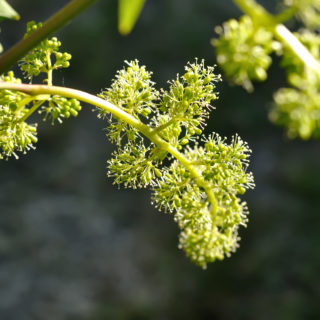 close-up of flowering grape vine