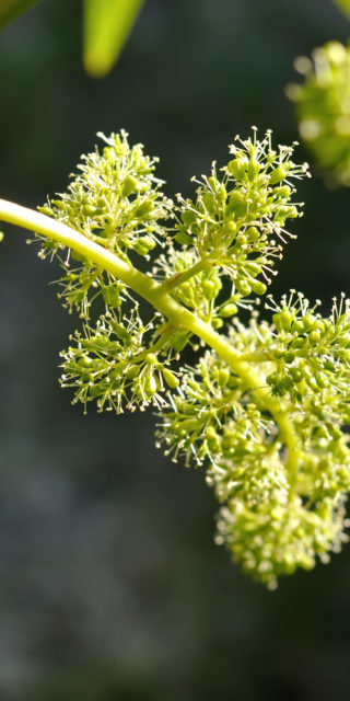 close-up of flowering grape vine