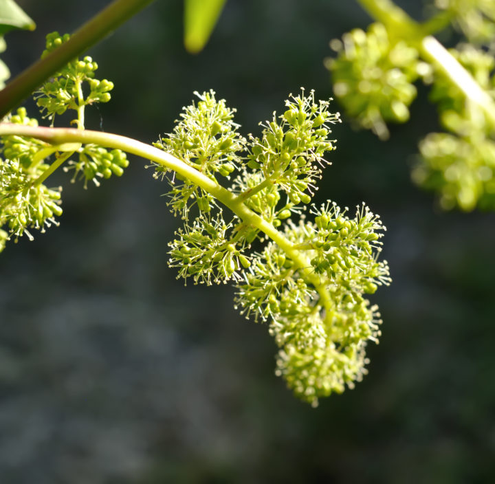 close-up of flowering grape vine