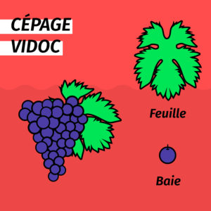 cepage-resistant-vidoc