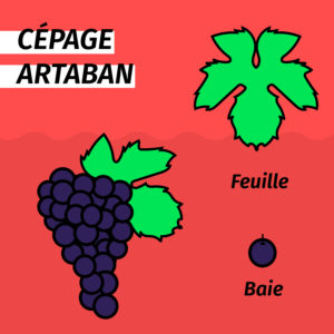 cepage-resistant-artaban