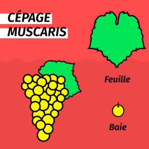 cepage-resistant-muscaris