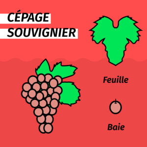 cepage-resistant-souvignier