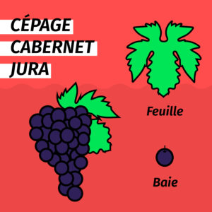 cepage-resistant-cabernet-jura