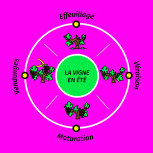 La vigne en été